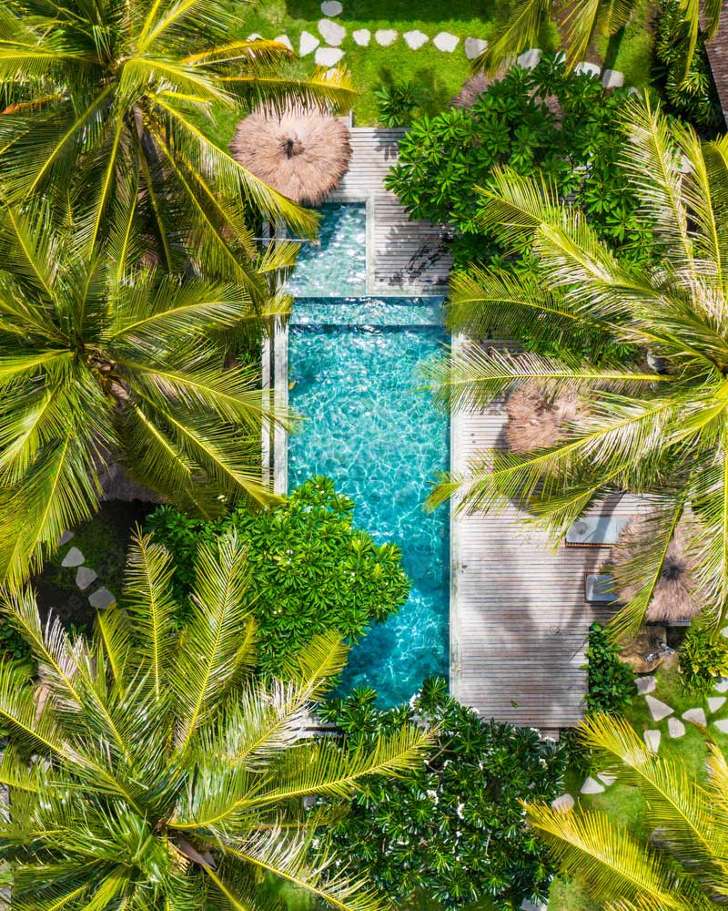 palm-tree